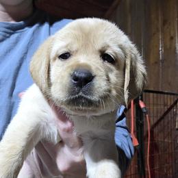 3rd Pick Female - Yellow female Labrador Retriever puppy in Andrews, South Carolina from Leyland Cypress Retrievers