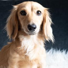 Meadow Rain - Dachshund