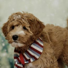 Holly - Australian Labradoodle