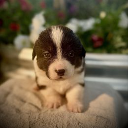 Silvermist (2800) - Black and white female American Corgi puppy in Valley, Washington from Corgis of the Mountain Valley