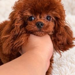 Grand Championship bloodline - Poodle