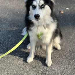 Chihuahua and Pomsky All Grown Up from Roark Pack Chihuahua's & Pomsky's