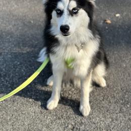 Chihuahua and Pomsky All Grown Up from Roark Pack Chihuahua's & Pomsky's