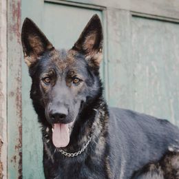 German Shepherds from Meaurroway Opessa Shepherds