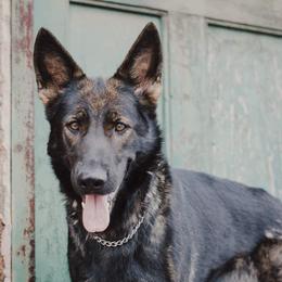 German Shepherds from Meaurroway Opessa Shepherds