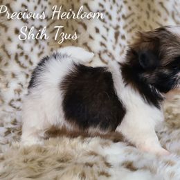 Shih Tzu Puppies from Precious Heirloom Shih Tzus