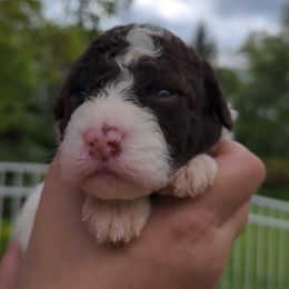 Girl 1 - White female Lagotto Romagnolo puppy in Chicago, Illinois from Midwest Lagotto Romagnolo