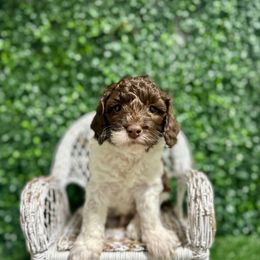 August - Brown and white male Cockapoo puppy in Rolla, Missouri from Diamond K