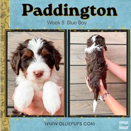 Paddington (Blue Boy) - Tri-color male Bernedoodle puppy in Boiling Springs, South Carolina from OlliePups, LLC