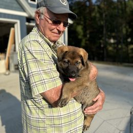 Belgian Malinois, Dutch Shepherd, and German Shepherd Puppies from Stay Wild K9