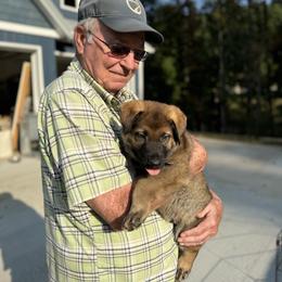 Belgian Malinois, Dutch Shepherd, and German Shepherd Puppies from Stay Wild K9