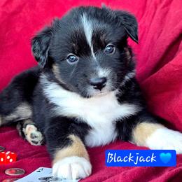 Blackjack - Black tri male Miniature Australian Shepherd puppy in Powell Butte, Oregon from Willow Lane Ranch