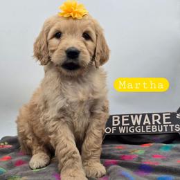 Martha - Apricot female Goldendoodle puppy in Neillsville, Wisconsin from Granton Creek