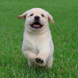 Green - Yellow male Labrador Retriever puppy in Conroe, Texas from Pride Rock Labradors