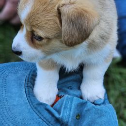 Pembroke Welsh Corgi Puppies from Enchanted Corgis