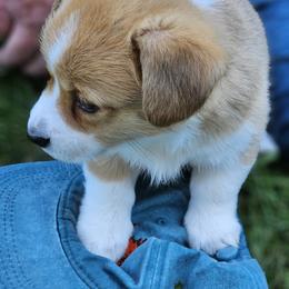 Pembroke Welsh Corgi Puppies from Enchanted Corgis