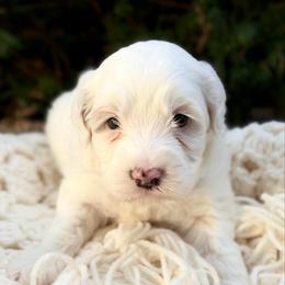Yellow - Chalk male Australian Labradoodle puppy in Auburn, Washington from West Valley Labradoodles