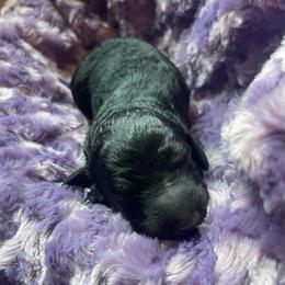 Black abstract male - Black and white male Bernedoodle puppy in Clarksville, Iowa from Iowa Heartland Doodles