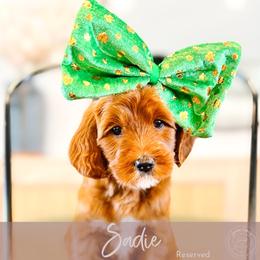 Fate - Red  female Goldendoodle puppy in Mahomet, Illinois from Jordan Family Doodles