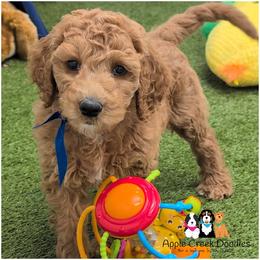 Sebastian - OFA-Genetics-2 yr warranty. - Apricot male Goldendoodle puppy in Jeddo, Michigan from Apple Creek Doodles