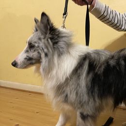 Maverick - Shetland Sheepdog