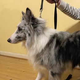 Maverick - Shetland Sheepdog