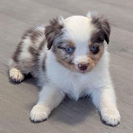 Cannoli - Red merle female Toy Australian Shepherd puppy in Mountain Home, Idaho from LJK Boxers & Toy Aussies