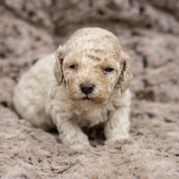 Macaroni - Buff male Cockapoo puppy in Seattle, Washington from Sweet Home Doodles