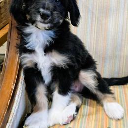 September - Black tri-color female Aussiedoodle puppy in Lancaster, Minnesota from Wilson Cattle Co.