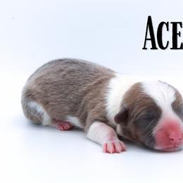 Ace - Sable male Pembroke Welsh Corgi puppy in Star City, Arkansas from Say When Corgi Co.