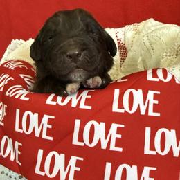 Dex - White and brown male Newfoundland puppy in Goodhue, Minnesota from Claypits Newfoundlands