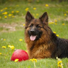 Ellie - Black and red female German Shepherd puppy in Garland, Maine from Vom Schön Traumhund
