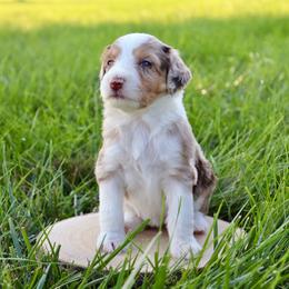 Dolce - Red merle female Aussiedoodle puppy in Decatur, Illinois from Signature Doodles