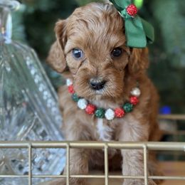 Star- black collar female - Red female Cavapoo puppy in Yuciapa, California from AlltheDoodlez_