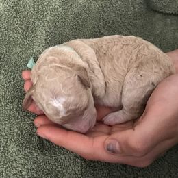 Goldendoodle Puppies from Beary GoldenDoodles
