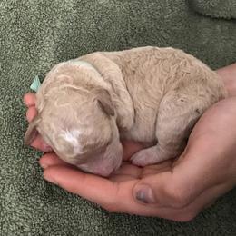 Goldendoodle Puppies from Beary GoldenDoodles
