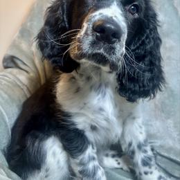 5 - Black and white male English Springer Spaniel puppy in Natural Bridge, Virginia from Sara's English Springer Spaniels