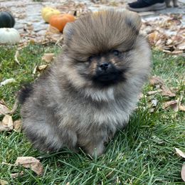 Mitzi's orange sable male puppy - Orange sable male Pomeranian puppy in Pocatello, Idaho from Avalon Pomeranians