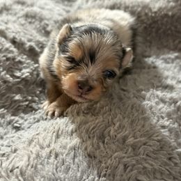 Wazowski - Blue merle male Pomeranian puppy in Centuria, Wisconsin from Rott'N'Frenchies