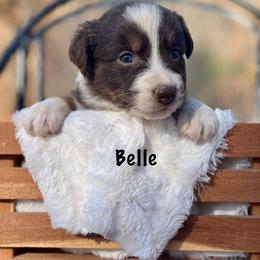 Australian Shepherd Puppies from Mountainside Aussies