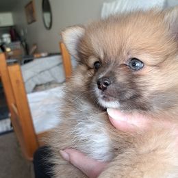 Pomeranian Puppies from Wisco Poms