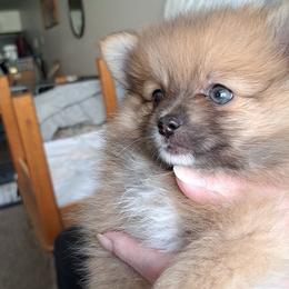 Pomeranian Puppies from Wisco Poms