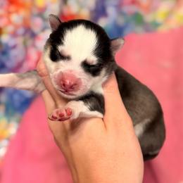 Boy 4 - Black and white male Pomsky puppy in Centerville, Iowa from LJ Kennels Pomskies, LLC