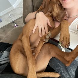 Vizsla All Grown Up from Ana Lane Vizslas