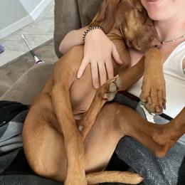 Vizsla All Grown Up from Ana Lane Vizslas