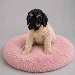 Gale - Parti female Poodle puppy in Washington, Pennsylvania from Patriotic Poodles
