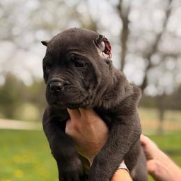 Ms. Midnight - Black female Cane Corso puppy in Cable, Ohio from Americana Cane Corso