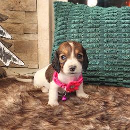AKC Meet Chloe :) - Piebald female Dachshund puppy in Centerville, Iowa from Barnyard Dachshunds, Dals & Doodles