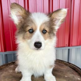 Mint Collar Girl Clover - Sable female Pembroke Welsh Corgi puppy in Paris, Kentucky from Flat Run Corgis