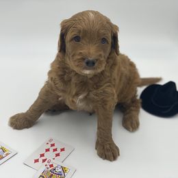 Goldendoodle Puppies from Dapper Doodles of Tennessee